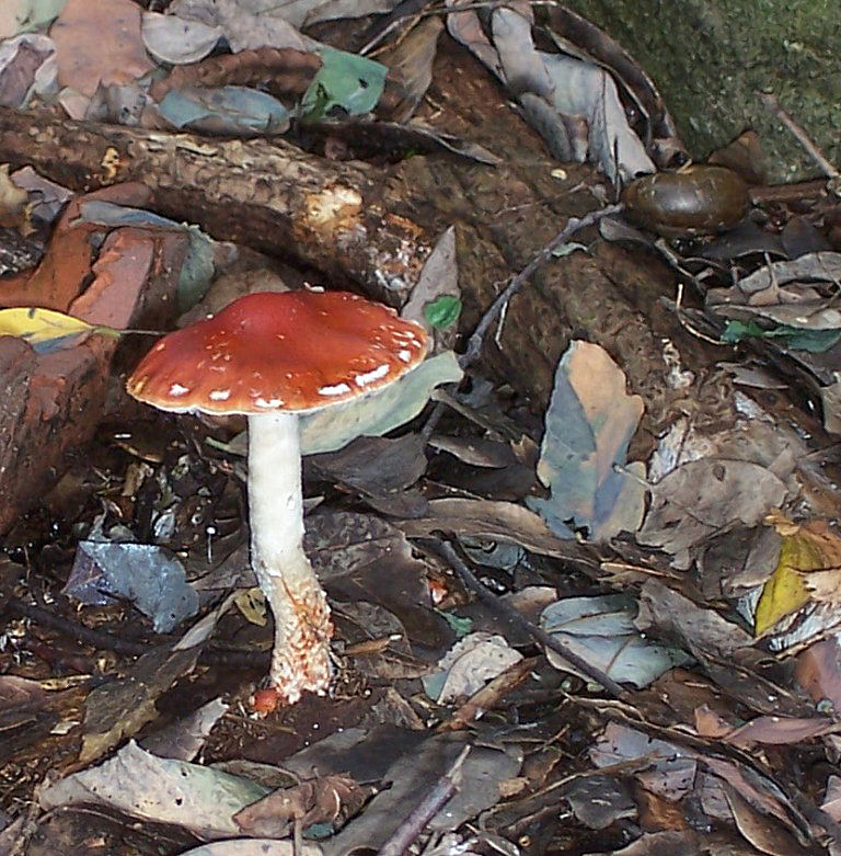 Funghetto dietro casa (cfr. Hypholoma rubrococcineum)